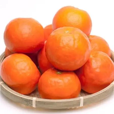 厳選 セミノールオレンジ10kg+250g(傷み補償分)【春みかん】【有田産】【光センサー選果】【配送不可地域：離島・北海道・沖縄県】【1651247】