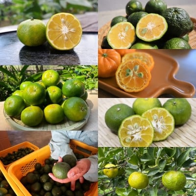 
            ＜発送月固定定期便＞やんばるの島みかんまるっと定期便全6回【4081245】
          