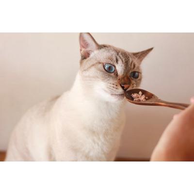 ふるさと納税 焼津市 ねこのかつおくん15パックセット(a18-058) |  | 02