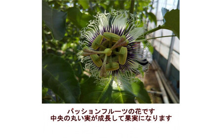 清田さんのパッションフルーツ 約1kg（9～15玉）【2025年6月下旬～7月下旬迄発送予定】