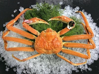 【松葉ガニ/3月上旬までの受付】【魚倉】五輝星 ボイル 松葉ガニ （特特大1.2kg）