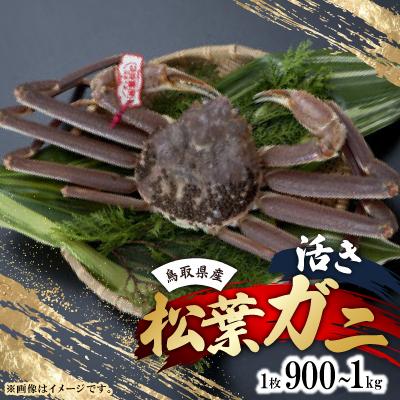 ふるさと納税 智頭町 活　鳥取県産タグ付き松葉ガニ LL 1枚(900g〜1kg)