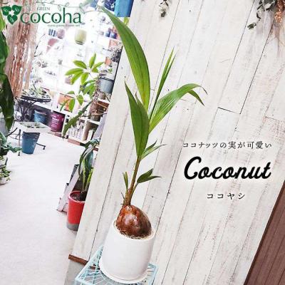 ふるさと納税 糸島市 ココヤシ糸島市/cocoha[AWB012]観葉植物グリーンインテリア