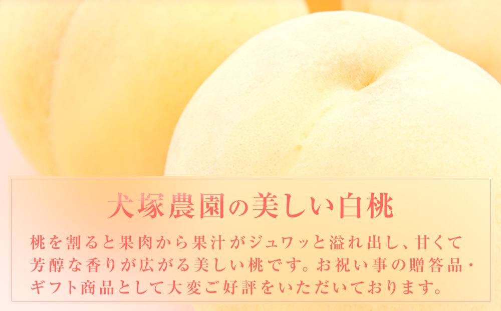 固めの 桃 2024年 先行予約 ご家庭用 岡山市一宮産 白桃（晩生種）約1.3kg 4～6玉 もも モモ フルーツ 果物 犬塚農園 