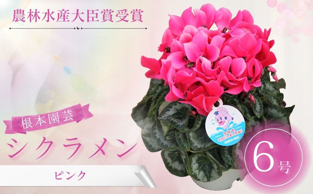 
                  【2026年 先行予約】 シクラメン ピンク系 6号鉢 | 花 お花 ガーデンシクラメン ピンク 花ギフト フラワーギフト 鉢花 鉢植え ギフト プレゼント 贈答 農林水産大臣賞受賞 根本園芸 シクラメン
                