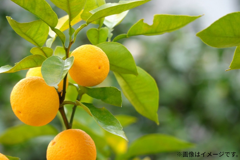 【ふるさと納税】 みかん せとか 柑橘界の大トロ 約3kg [ フルーツ 果物 果実 柑橘 デザート スイーツ 甘い 果汁 常温 食品 国産 香川県 三豊市 お取り寄せ お取り寄せグルメ ギフト プレ