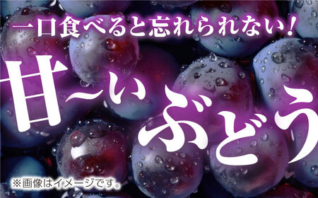 【先行予約】訳あり ピオーネ ぶどう 切り落とし 約1kg  【合同会社 社方園】ピオーネ 切り落とし 1kg ぶどう 季節限定 ピオーネ 葡萄 [ZBZ007]