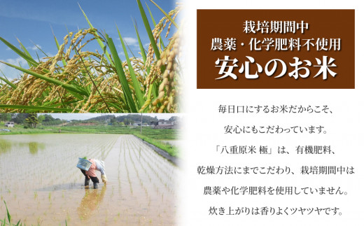 【令和7年産】八重原産コシヒカリ白米「極」8kg（栽培期間中農薬化学肥料不使用）【太陽と大地】※2025年10月中旬以降発送