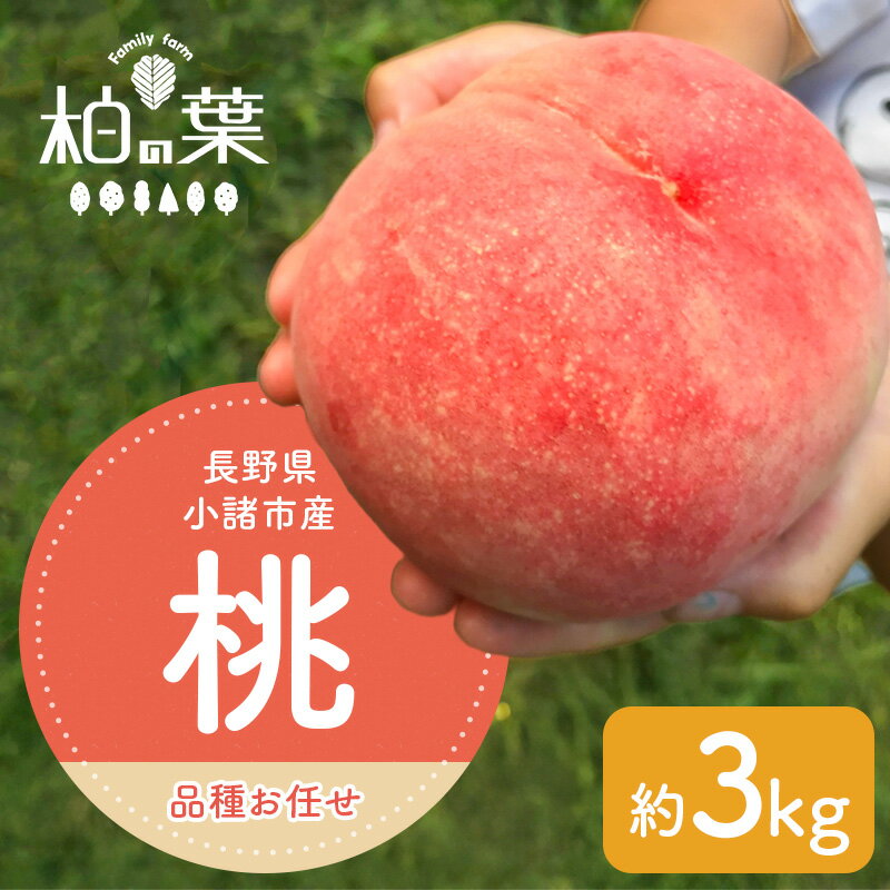 【ふるさと納税】【2026年発送先行予約】　長野県小諸市産桃　約3kg（9～12玉） ギフト用　【Famili farm 柏の葉】　お届け：7月中旬～8月下旬