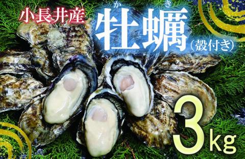 小長井牡蠣（殻付き）3kg 牡蠣ナイフ付き / かき カキ 牡蠣 海鮮 / 諫早湾漁業協同組合 [AHBJ005]