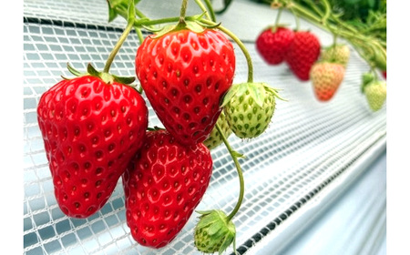 あまりんのかけジャムパウチパック3本セット ／ いちごジャム かけジャム ストロベリーソース 無添加ジャム ペクチン不使用 保存料不使用 濃厚 チーズに合う パンのお供 ヨーグルトソース デザートソー