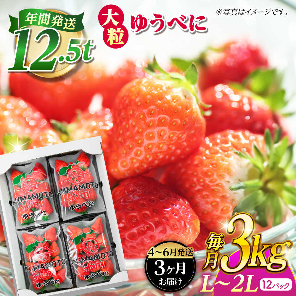 【ふるさと納税】《4月より発送開始》 【3回定期便】 大粒いちご L〜2L ゆうべに 3kg（12pc）【熊本ベリー】[ZER027]