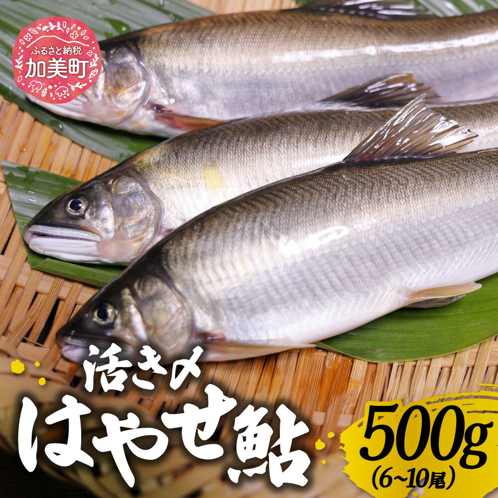【ふるさと納税】はやせ 鮎 活き〆 500g (6～10尾) | ma-ayij500 [宮城鮎工房 宮城県 加美町]