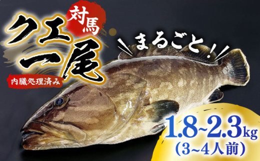 【1週間以内発送】対馬産クエ 丸ごと1匹！1.8kg以上！《対馬市》【エムズスタイル】直送 新鮮 マルモン 刺身 しゃぶしゃぶ 鍋 くえ アラ 高級魚 お祝い プレゼント 還暦  [WCN001] スピード発送 最速発送 最短発送
