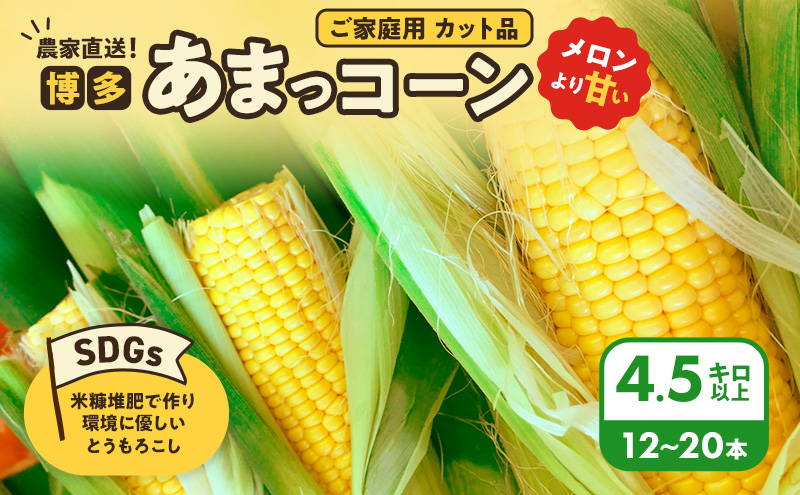 とうもろこし 農家直送！SDGs米糠堆肥で作った環境に優しいメロンより甘い 博多あまっコーン ご家庭用 カット品 4.5キロ以上 (12～20本) /酒見農産/トウモロコシ ※配送不可：離島