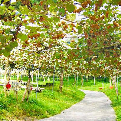 ふるさと納税 掛川市 掛川産カラフルキウイ2種6個セット 期間限定キウイフルーツカントリーJapan　5880 |  | 02