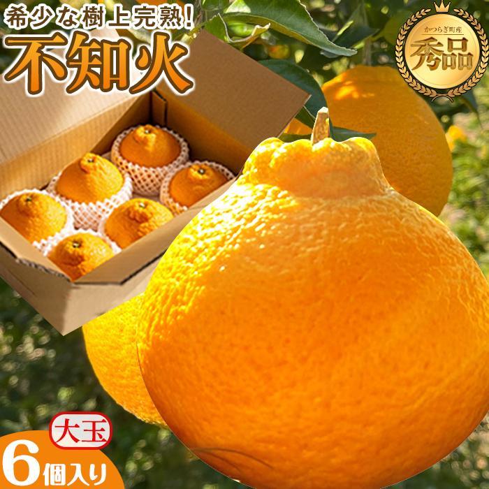 【ふるさと納税】不知火 希少な樹上完熟！ 秀品大玉 6個入 (約2kg)　【2026年2月下旬頃～4月中旬頃まで発送】【KT2】 | フルーツ 果物 くだもの 食品 人気 おすすめ 送料無料