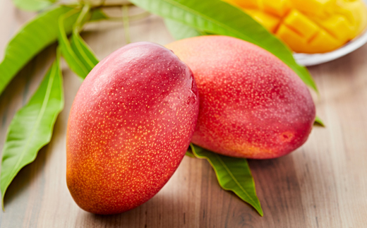 大阪茨木 小川農園の《贈答用》完熟マンゴー約700g〈2個入〉【R8年7月中旬発送開始】【配送不可地域：離島】