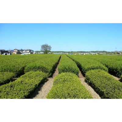 ふるさと納税 村上市 村上銘茶詰め合せE D4038 |  | 02