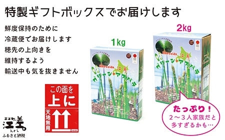 【夏芽 予約受付 6月中旬～順次出荷】2025年 北海道江差町産 アスパラガス【L～2Lサイズ】 1kg　約20本　太い！ 甘い！ ジューシー！　朝採り　農家直送　新鮮　鮮度保持　北海道　旬野菜　グリ