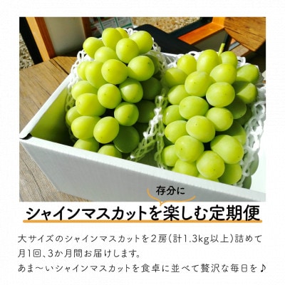 【発送月固定定期便】【きよとうファーム】シャインマスカットを楽しむ満足便!/全便計3.9kg～全3回【配送不可地域：離島】