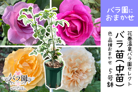 ＜園長セレクト♪＞花巻温泉バラ園で育った「バラ中苗」5号サイズ -園長におまかせ-【1856】-<2026年3月より発送>