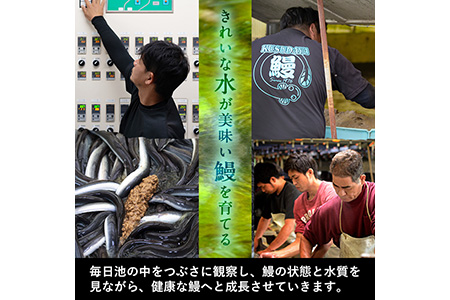 くすだ屋の極上うなぎ 2尾(150g×2)＜計300g以上＞ a5-266