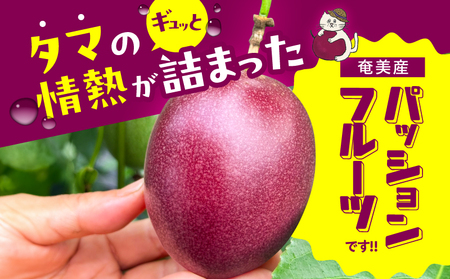 【 2026年 先行予約 】【 情熱のタマ 】 奄美産 パッションフルーツ 1.5kg （ 18玉前後 ） A203-001-01 フルーツ 果物 果実 期間限定 限定 甘酸っぱい 濃厚 美味しい お