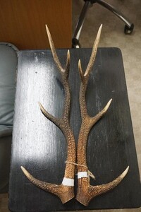 鑑賞品 「観賞用角一双」 奈良の鹿 伝統品 鹿角細工 文化 古風 奈良の鹿愛護会 贈り物 ［B-24］