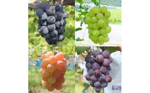 ご自宅用船坂ぶどう 約2kg（3～5房）| 船坂ぶどう ぶどう フルーツ 果物 ご自宅用 盆地気候 寒暖差 自然豊か 甘み 濃厚 糖度 高糖度 果汁たっぷり 宝石 完熟ぶどう 詰め合わせ 品種おまかせ 旬のぶどう 食べ比べ 藤稔 ゴルビー 紅瑞宝 ピオーネ 伊豆錦 サニードルチェ 翠峰 シャインマスカット 瀬戸ジャイアンツ クインニーナ ご褒美 お取り寄せ 旬 産地直送 フルーツ 兵庫県 上郡町