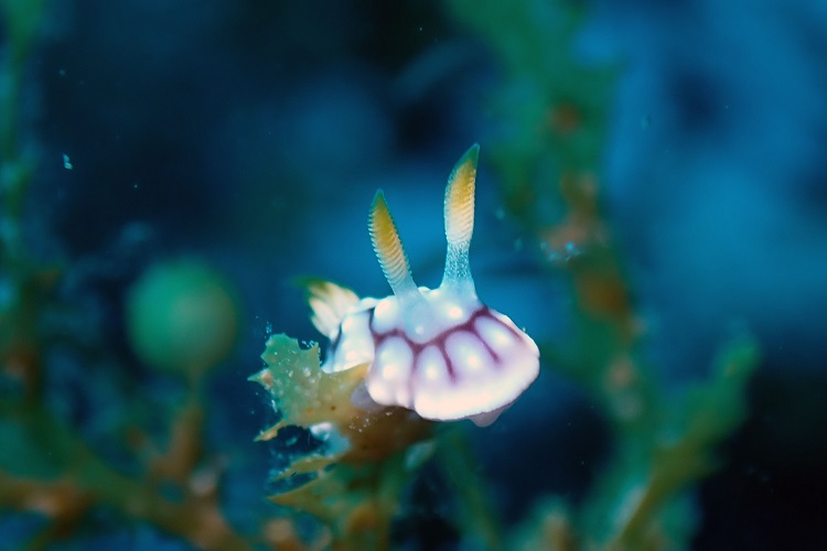 ウミウシダイビング（2回分） 【ダイバー（Cカード所持者）限定】スキューバダイビング チケット ダイビング【kdc002】