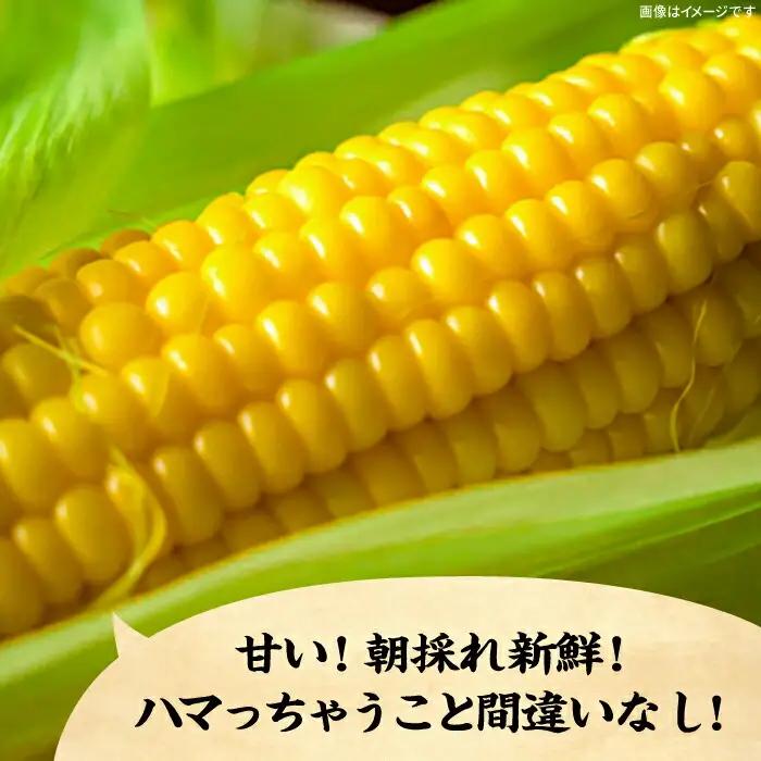 【先行予約】としちゃんのスイートコーン 約4kg 11-13本 [VBH001] スイートコーン