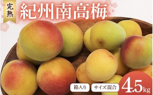 
                  【2026年分先行予約】完熟梅 紀州南高梅 4.5kg サイズ混合（箱込み）※2026年6月中旬～順次発送予定 / 20000円 2万円 田辺市 果物 果実 くだもの かじつ 梅 生梅 梅干し うめぼし 梅酒 梅ジュース 梅シロップ 手作り 自家製 新鮮 収穫日発送 【sny006】
                