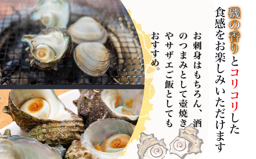 獲れたて 活サザエ 2kg（12個〜20個）さざえ 生 栄螺 壺焼きサザエ つぼ焼き 海産物 海鮮 バーベキュー BBQ 大分県産 九州産 津久見市 国産【tsu003501】
