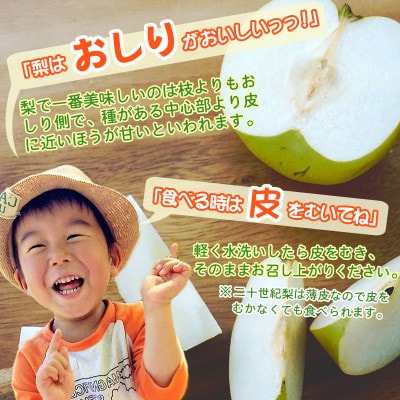 2026年9月上旬から下旬発送予定/二十世紀梨【青梨】5kgセット　ふるさと鳥取の自慢の梨です!