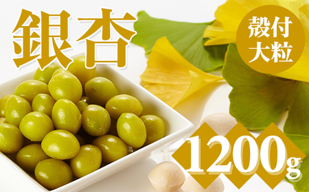 大粒銀杏(殻付き)1,200g 江里口農産加工所 ぎんなん 銀杏 季節 旬の食材 B110-031