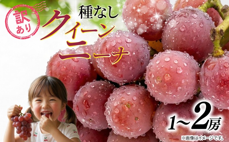 
                  訳あり ぶどう クイーンニーナ【選べる容量】 1房 ～ 2房 500g ～ 1kg 2026年発送分 数量限定 先行予約 種なし 葡萄 産地直送 グレープ おすすめ 人気 産地直送 フルーツ 果物 くだもの お届け 国産 贈答 新鮮 ギフト  高級ぶどう 高級 皮ごと フレッシュ 新鮮 甘い お取り寄せ ふるさと納税 ふるさと納税ぶどう 千葉県 銚子市 加瀬農園 【8月中旬から順次発送予定】
                