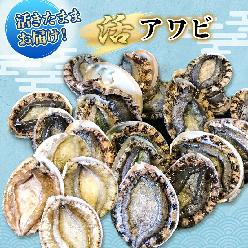 【ふるさと納税】活 アワビ 3～6枚 活きたままお届け 4月～9月中旬出荷予定 獲れたて 活アワビ あわび 鮑 貝 魚介 魚介類 海鮮 冷蔵 静岡 静岡県 　お届け：毎年4月～9月中旬出荷予定