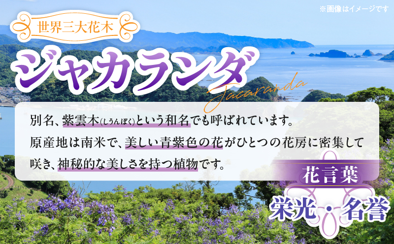 ≪世界三大花木≫ ジャカランダ 苗木 華紫サファイアブルー 30cm～70cm 期間限定 数量限定 紫雲木 花 植物 鉢植え 観賞用 園芸 国産 紫色 珍しい 希少 神秘的 贈り物 ギフト プレゼント