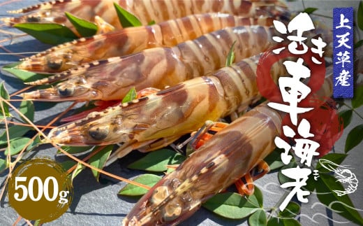 【配送日指定品】上天草産活き車海老500g（約15～25尾）活き車海老 車海老 車えび えび エビ 海老 生きたまま お取り寄せ 熊本県 上天草市【配送期間2025年11月20日から2026年1月31日】