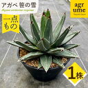 【ふるさと納税】Agave victoriae-reginae アガベ 笹の雪（個体番号AVR-2）1株 長与町/アグリューム[EAI182]