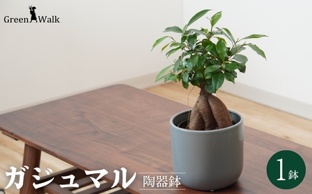 【グレー】ガジュマル モノトーン130 陶器鉢 1鉢 水位計セット