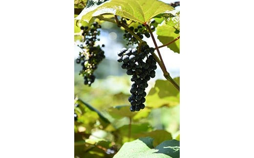 ＜耕作放棄地を活用して生まれた＞高糖度山葡萄100%ジュース 500ml