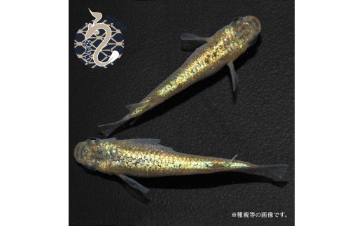 
                  メダカ「サンシャイン」１～３ペア
                
