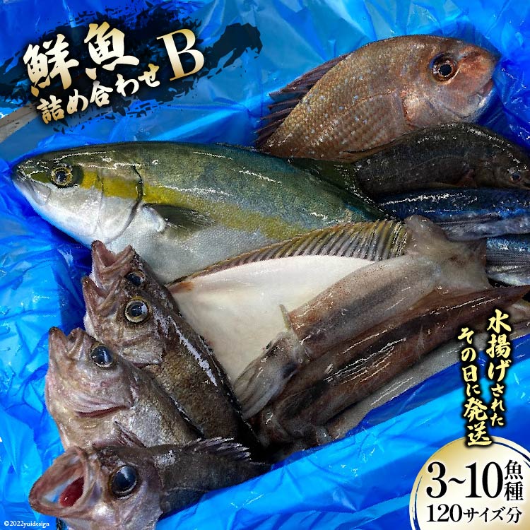 【ふるさと納税】鮮魚 詰め合わせ B 3〜10魚種 120サイズ分 [さんりくみらい 宮城県 気仙沼市 20563532] 産地直送 旬 魚介 魚 さかな
