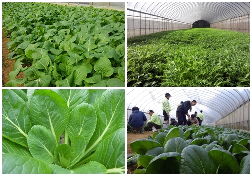 （チルド）山口農園 有機野菜 おまかせセット ＋ カレー２箱 詰合せ / 山口農園 有機野菜 伝統野菜 オーガニック ベジタリアン 定期便 カレー 無農薬 野菜セット 送料無料 無農薬 農家直送 ふる