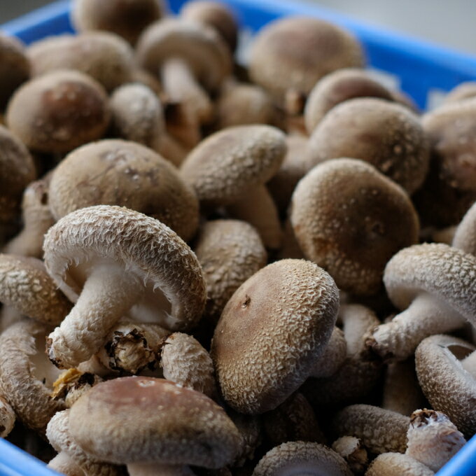 【ふるさと納税】佐喜浜しいたけ 約1kg 20個〜30個 生しいたけ 菌床しいたけ 椎茸 シイタケ 野菜 きのこ キノコ 10000円 1万円 送料無料 nc007
