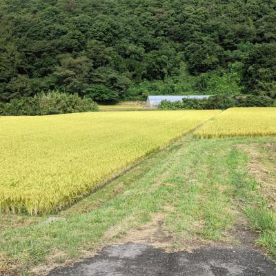 ふるさと納税 由利本荘市 令和7年産ササニシキ 精米15kg(5kg×3袋)<栽培期間中節減対象農薬:当地比5割減>真空パック |  | 03