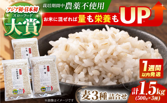 
【栽培期間中農薬不使用】麦詰合 500g×3種 ( 押麦 胚芽押麦 丸麦 ) 【葦農】[HAJ013]
