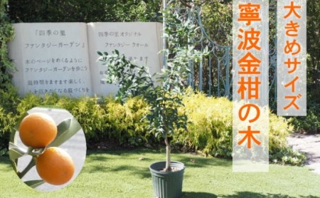 鉢植え 寧波金柑の木 大きめサイズ 1本 インテリア 鉢植え